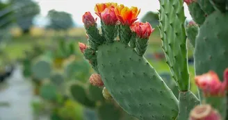 cactus_et_agave_cactus - Marine Desfontaine (8)