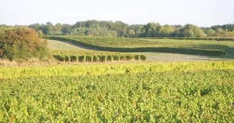 Domaine de la Renne - Saint-Romain-sur-Cher Domaine de la Renne - Saint-Romain-sur-Cher