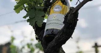Chardonnay Chardonnay