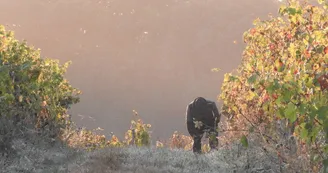 vendanges vendanges