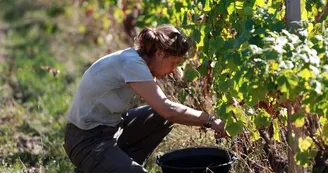 viticulteur_la méchiniere_mareuil-sur-cher viticulteur_la méchiniere_mareuil-sur-cher
