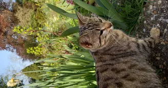 Cookie, le chat de la Ferme Auberge de la Lionnière