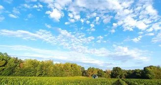vignes vignes