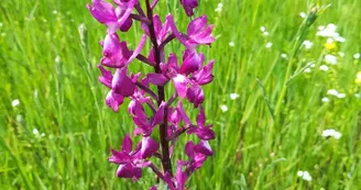 Orchis à Fleurs Laches Orchis à Fleurs Laches