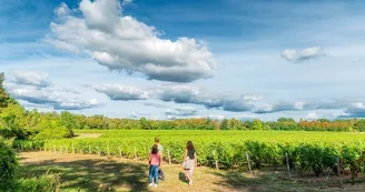 Plou et Fils - Balade dans les vignes en visite libre Plou et Fils - Balade dans les vignes en visite libre