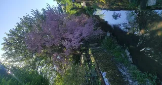 Le ruisseau Le ruisseau