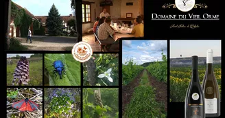 Domaine du Vieil Orme Domaine du Vieil Orme