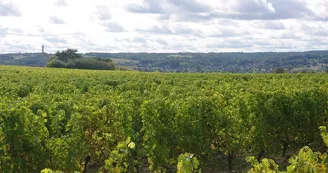 Vignoble Vignoble