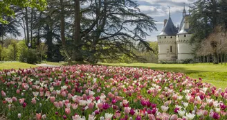 Rivière de tulipes Rivière de tulipes