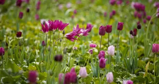 Rivière de tulipes Rivière de tulipes