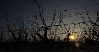 xavier_frissant_vigneron (3) xavier_frissant_vigneron (3)