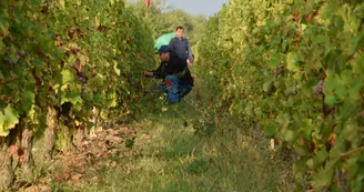 xavier_frissant_vigneron (4) xavier_frissant_vigneron (4)
