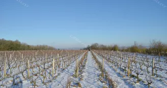 xavier_frissant_vigneron (5) xavier_frissant_vigneron (5)