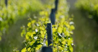 xavier_frissant_vigneron (6) xavier_frissant_vigneron (6)