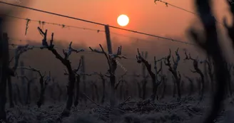 xavier_frissant_vigneron (7) xavier_frissant_vigneron (7)