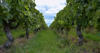 xavier_frissant_vigneron (8) xavier_frissant_vigneron (8)
