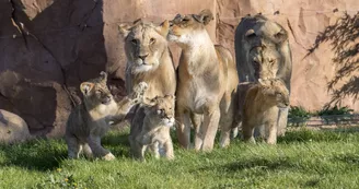 Lions-Zooparc de Beauval Lions-Zooparc de Beauval