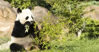 Panda-Beauval Panda-Beauval