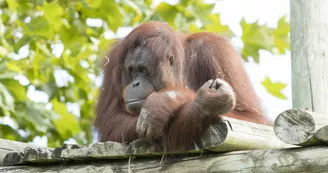 Orang-Outan-ZooParc-de-Beauval Orang-Outan-ZooParc-de-Beauval