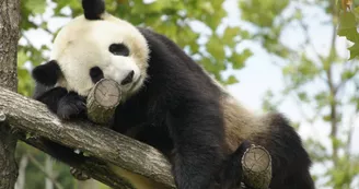 Panda-Zooparc de Beauval Panda-Zooparc de Beauval