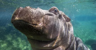 hippopotame amphibie hippopotame amphibie