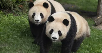 jumelles_panda_122024 jumelles_panda_122024