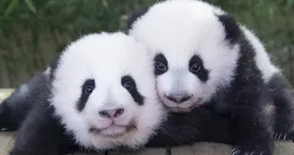 Jumelles_panda_2021_ld Jumelles_panda_2021_ld