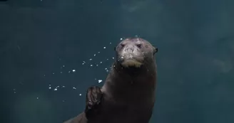 loutre_geante loutre_geante