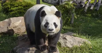 Panda Panda