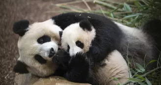 Huanlili et sa maman Huan Huan Huanlili et sa maman Huan Huan