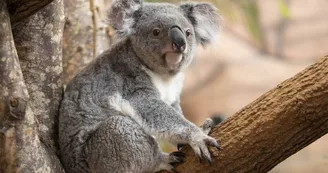Koala - unique en France Koala - unique en France