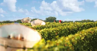 Domaine Jean-Marie Penet - Oisly Domaine Jean-Marie Penet - Oisly