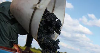 Domaine Jean-Marie Penet - Oisly Domaine Jean-Marie Penet - Oisly