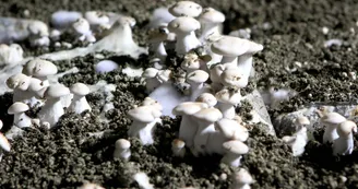 Champignons-Caves-des-Roches-Bourre©Nicolas-Derre-Conseil-departemental41  (1)