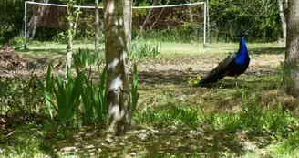 paon dans le jardin paon dans le jardin