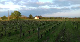 Paysage de notre vignoble au 23 avril 2018 Paysage de notre vignoble au 23 avril 2018
