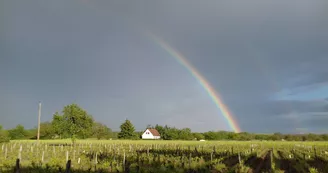 ARC EN CIEL au dessus des vignes ARC EN CIEL au dessus des vignes
