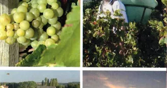 Au vignoble Au vignoble
