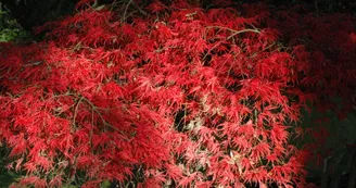 acer palmatum dissectum atropurpure 20161028_ acer palmatum dissectum atropurpure 20161028_