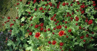 Chrysanthemeum20161028_ Chrysanthemeum20161028_