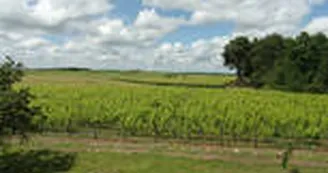 VUE SUR LES VIGNES VUE SUR LES VIGNES