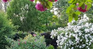 Rosier du gite au jardin de grand-pere Rosier du gite au jardin de grand-pere