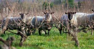 Les moutons du Clos Roussely Les moutons du Clos Roussely
