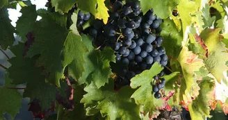 Domaine-des-Pierrettes-Rilly-sur-Loire-2