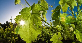 Domaine-des-Pierrettes-Rilly-sur-Loire-4