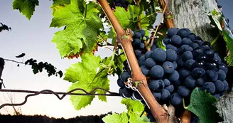 domaine des pierrettes