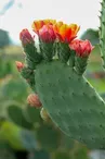 cactus_et_agave_cactus - Marine Desfontaine (8)