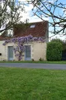 La Glycine_1
