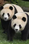 jumelles_panda_122024