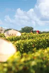 Domaine Jean-Marie Penet - Oisly